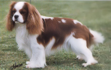 CH Deranmar Orlando.jpg